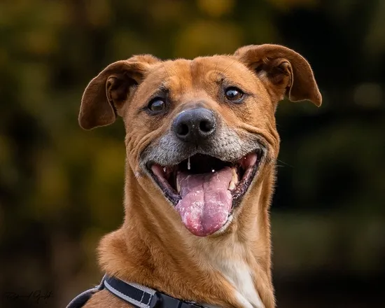 Pies do adopcji, Kraków, 23 kwietnia 2022 (2/5)