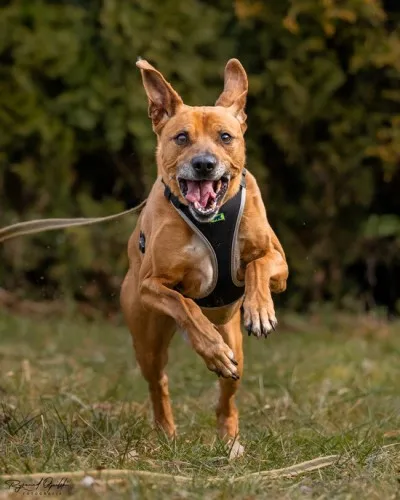 Pies do adopcji, Kraków, 23 kwietnia 2022 (4/5)