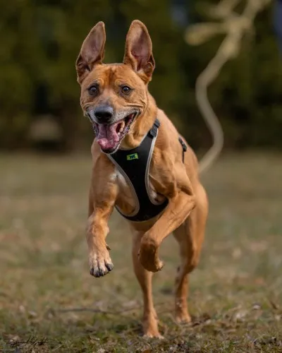 Pies do adopcji, Kraków, 23 kwietnia 2022 (5/5)