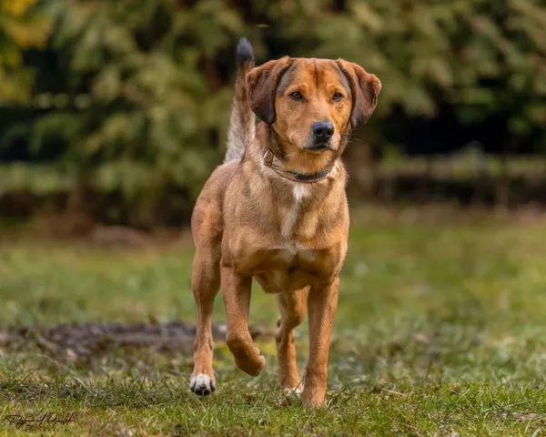 Pies do adopcji, Kraków, 30 maja 2022 (2/5)