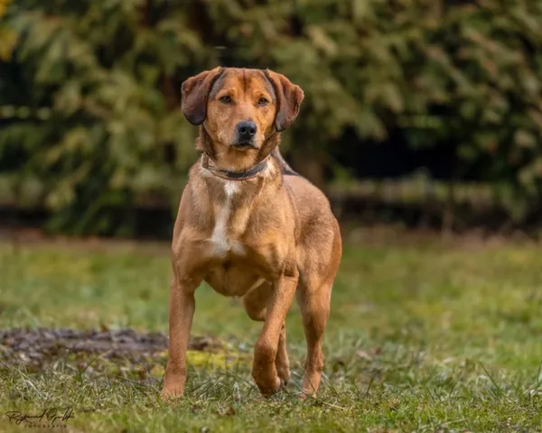 Pies do adopcji, Kraków, 30 maja 2022 (4/5)