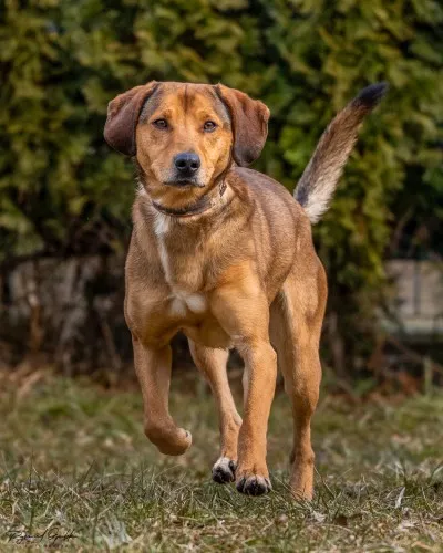 Pies do adopcji, Kraków, 30 maja 2022 (5/5)