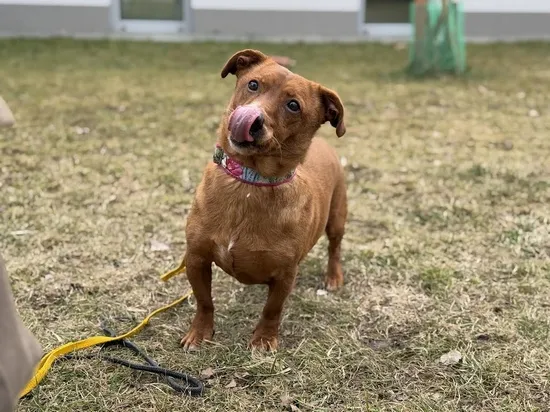 Pies do adopcji, Kraków, 27 października 2022 (1/5)