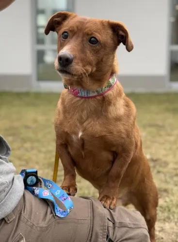 Pies do adopcji, Kraków, 27 października 2022 (5/5)