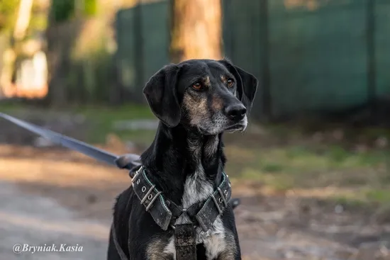 Pies do adopcji, Kraków, 31 sierpnia 2023 (2/5)