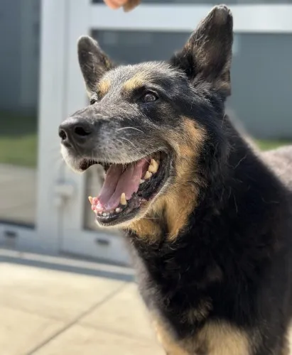 Pies do adopcji, Kraków, 26 stycznia 2024 (4/5)