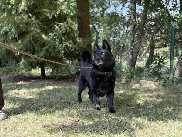 Pies do adopcji, Kraków, 24 kwietnia 2024 (1/5)