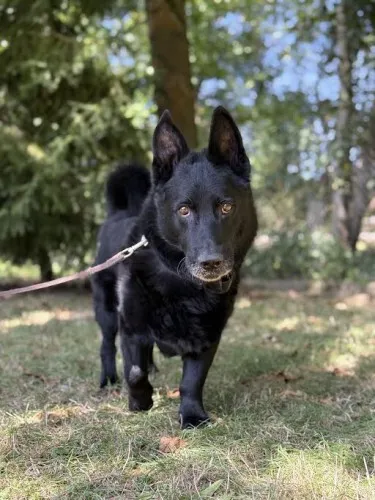 Pies do adopcji, Kraków, 24 kwietnia 2024 (3/5)