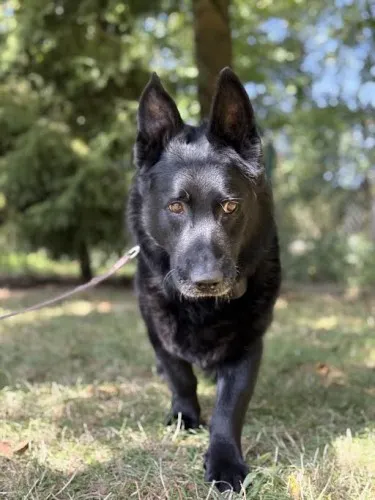 Pies do adopcji, Kraków, 24 kwietnia 2024 (4/5)