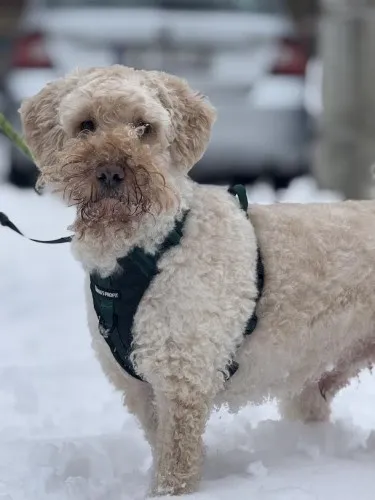 Pies do adopcji, Kraków, 10 maja 2024 (1/5)