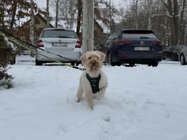 Pies do adopcji, Kraków, 10 maja 2024 (4/5)