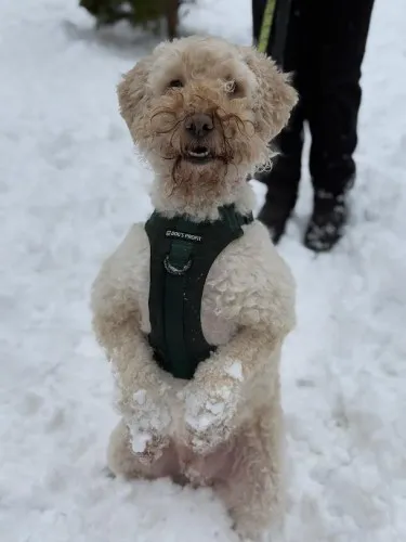 Pies do adopcji, Kraków, 10 maja 2024 (5/5)