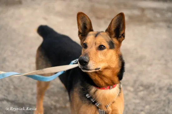 Pies do adopcji, Kraków, 31 maja 2024 (1/5)