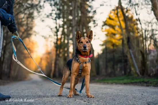Pies do adopcji, Kraków, 31 maja 2024 (3/5)