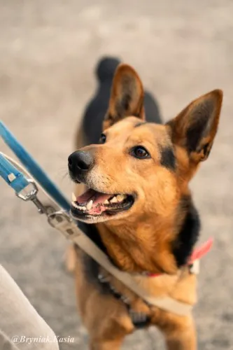 Pies do adopcji, Kraków, 31 maja 2024 (4/5)