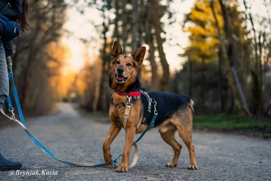 Pies do adopcji, Kraków, 31 maja 2024 (5/5)