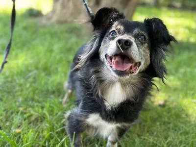 Pies do adopcji, Kraków, 3 lipca 2024 (2/4)