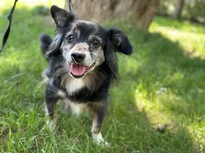 Pies do adopcji, Kraków, 3 lipca 2024 (4/4)