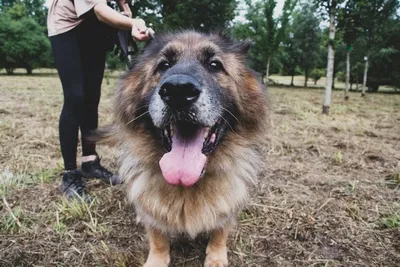 Pies do adopcji, Kraków, 10 lipca 2024 (1/3)