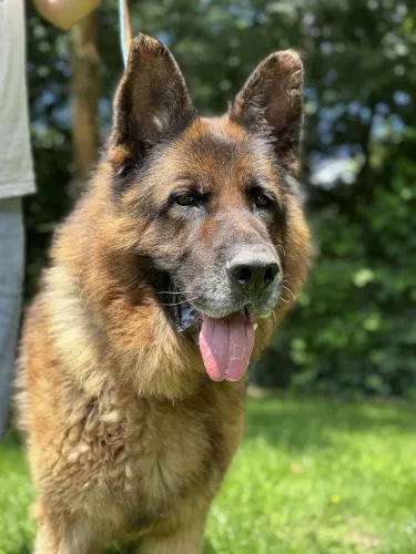 Pies do adopcji, Kraków, 25 sierpnia 2024 (3/3)