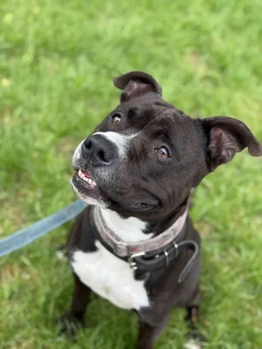 Pies do adopcji, Kraków, 26 sierpnia 2024 (2/5)