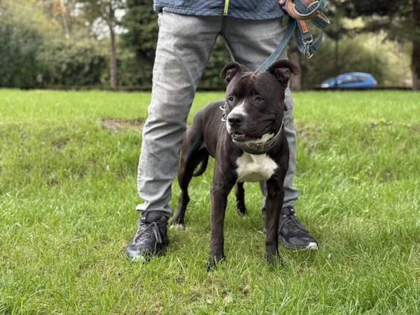 Pies do adopcji, Kraków, 26 sierpnia 2024 (3/5)