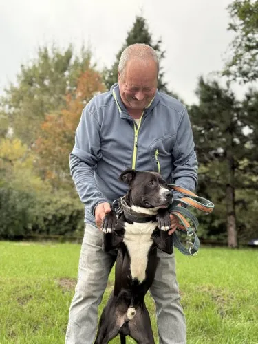 Pies do adopcji, Kraków, 26 sierpnia 2024 (4/5)