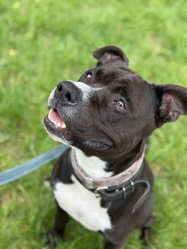 Pies do adopcji, Kraków, 26 sierpnia 2024 (5/5)