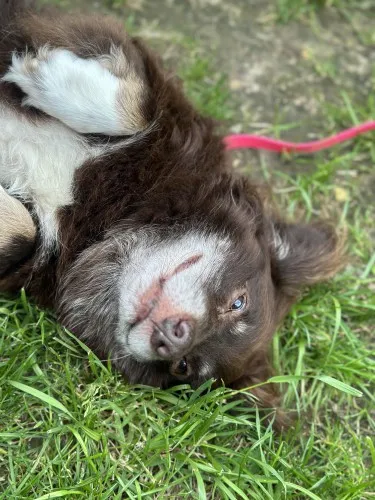 Pies do adopcji, Kraków, 14 września 2024 (3/3)