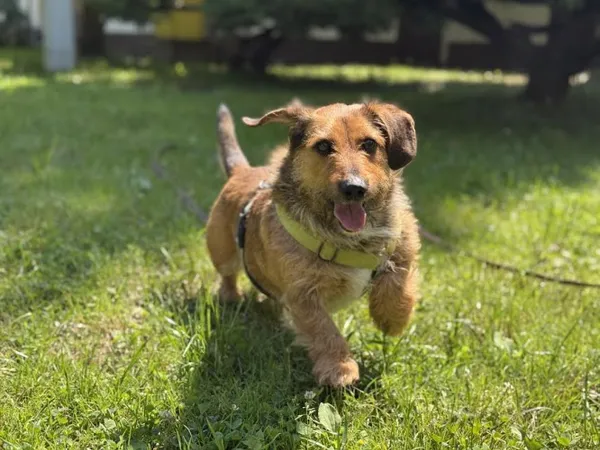 Pies do adopcji, Kraków, 20 września 2024 (2/4)