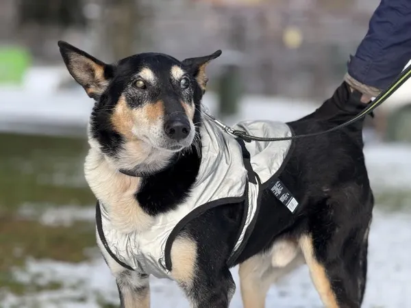Pies do adopcji, Kraków, 16 października 2024 (2/4)
