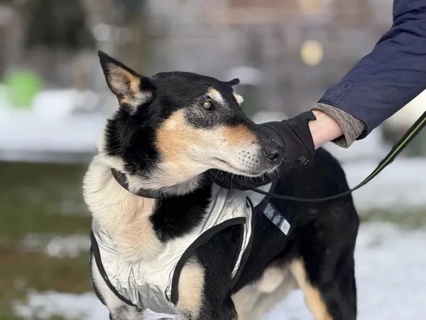 Pies do adopcji, Kraków, 16 października 2024 (3/4)