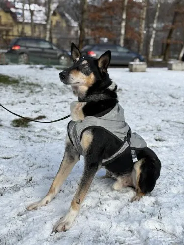 Pies do adopcji, Kraków, 16 października 2024 (4/4)