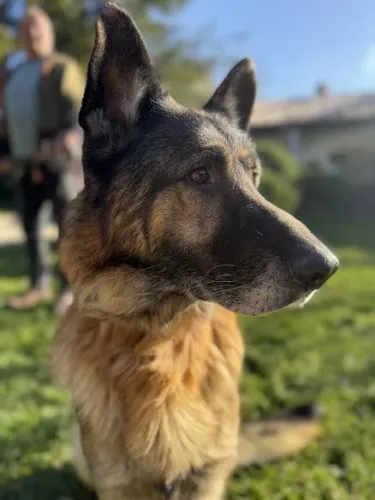 Pies do adopcji, Kraków, 26 października 2024 (2/5)