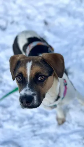 Pies do adopcji, Kraków, 28 października 2024 (2/4)