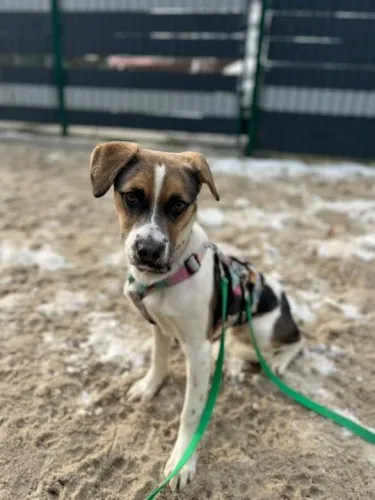 Pies do adopcji, Kraków, 28 października 2024 (3/4)