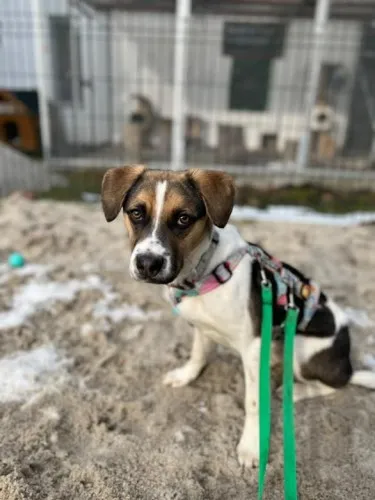 Pies do adopcji, Kraków, 28 października 2024 (4/4)