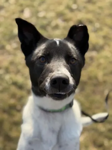 Pies do adopcji, Kraków, 13 listopada 2024 (1/4)