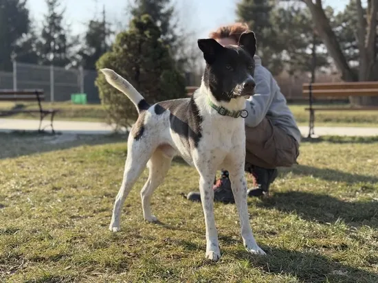 Pies do adopcji, Kraków, 13 listopada 2024 (3/4)