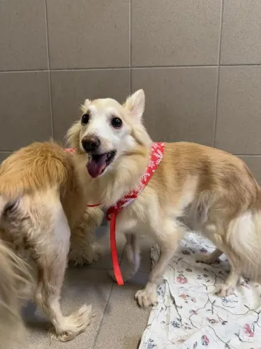 Pies do adopcji, Kraków, 26 listopada 2024 (1/3)