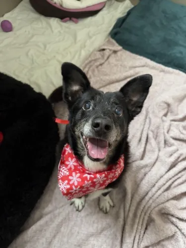 Pies do adopcji, Kraków, 27 listopada 2024