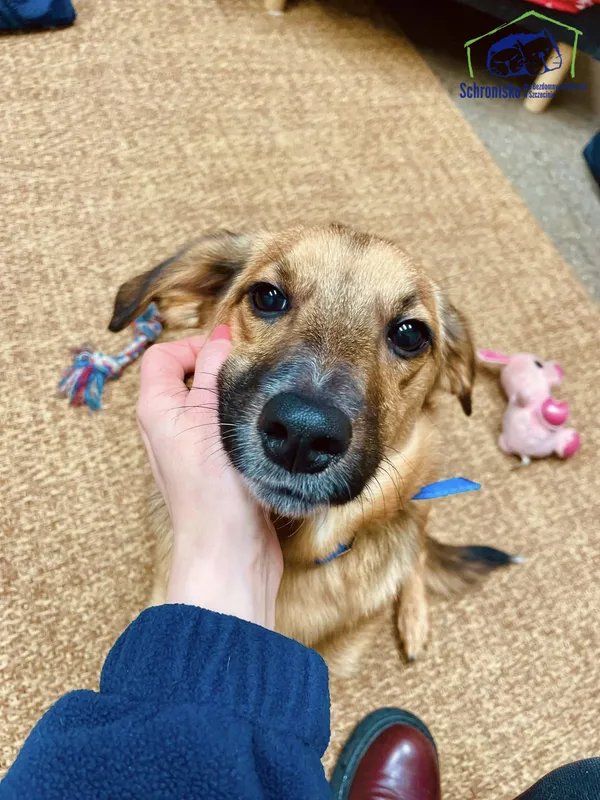 Znaleziono psa, Szczecin, 12 grudnia 2024 (1/3)