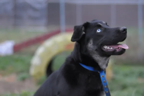 Pies do adopcji, Olsztyn, 21 sierpnia 2024 (3/5)