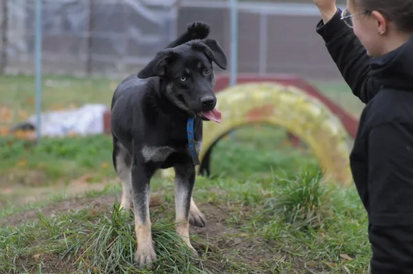 Pies do adopcji, Olsztyn, 21 sierpnia 2024 (4/5)