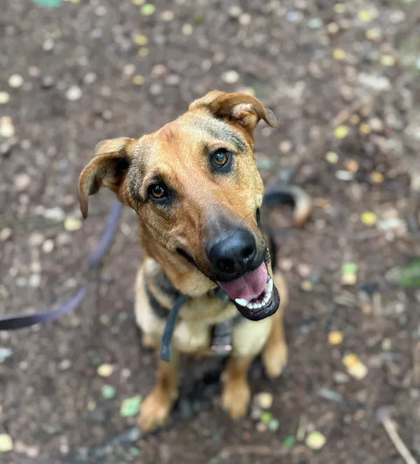 Pies do adopcji, Olsztyn, 15 maja 2024 (1/5)