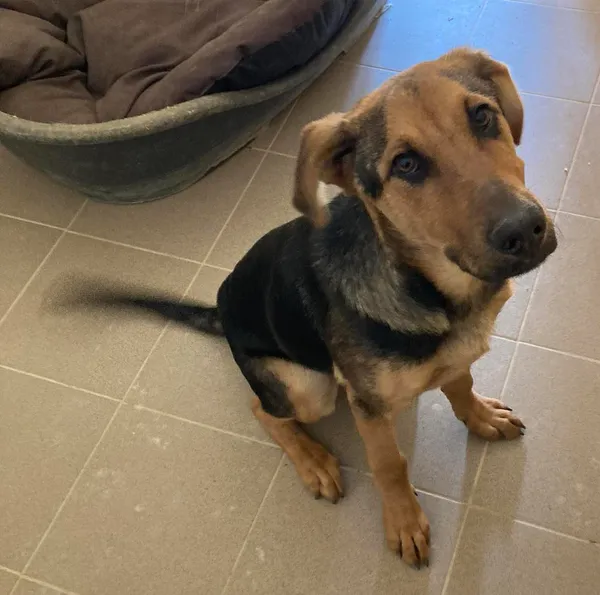 Pies do adopcji, Olsztyn, 15 maja 2024 (3/5)