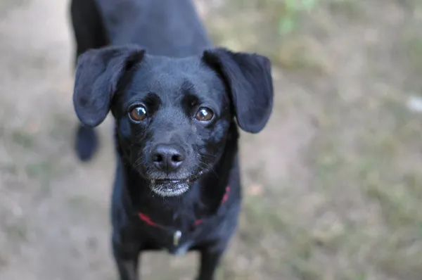 Pies do adopcji, Olsztyn, 20 marca 2024 (1/5)