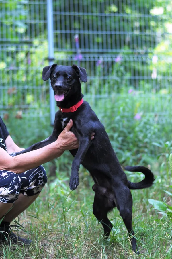 Pies do adopcji, Olsztyn, 20 marca 2024 (2/5)