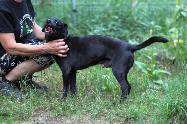 Pies do adopcji, Olsztyn, 20 marca 2024 (3/5)