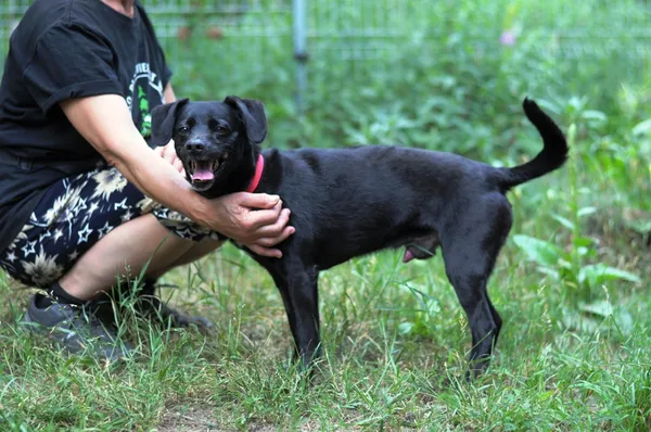 Pies do adopcji, Olsztyn, 20 marca 2024 (4/5)